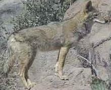 Coyote