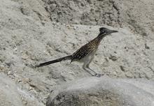 Roadrunner