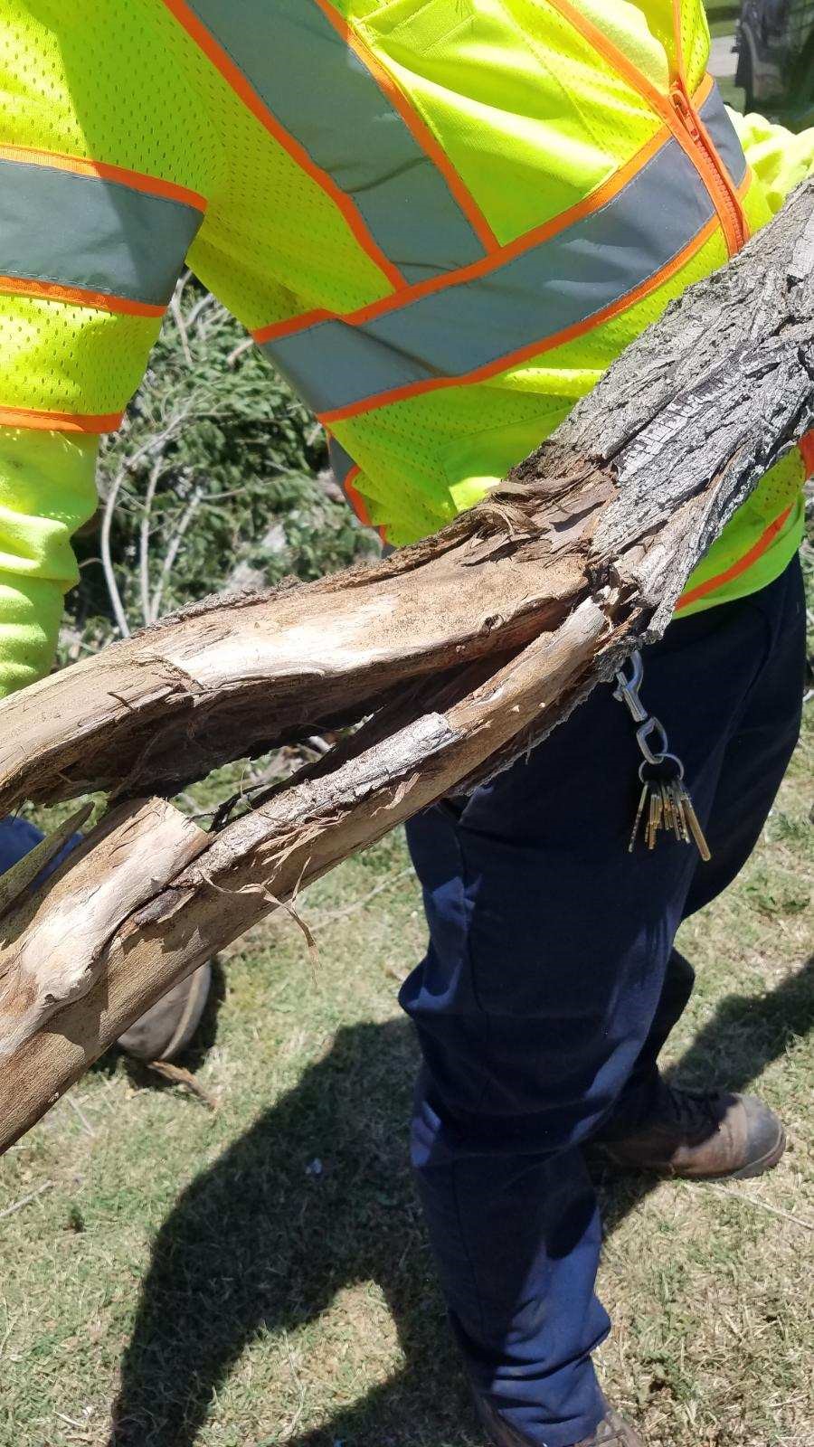 Bark Beetle