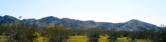 Desert Landscape