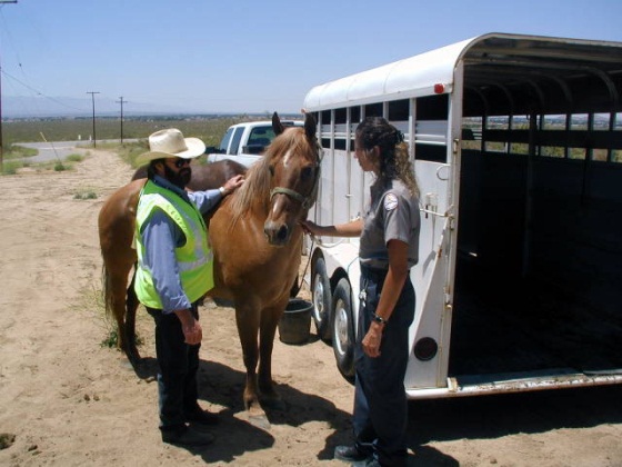 Horse and trailer