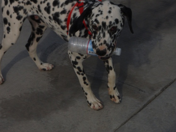 Thunder the Dalmatian picking up trash