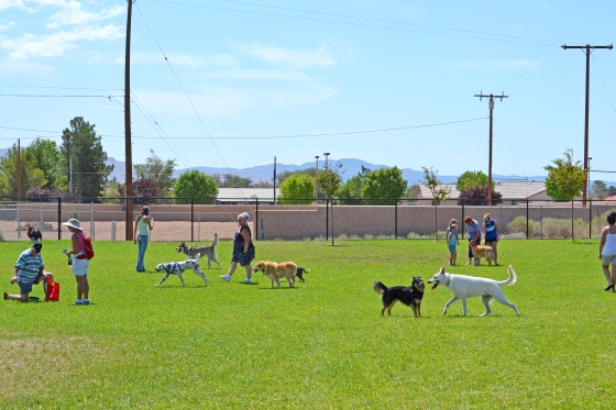 Dog Park 