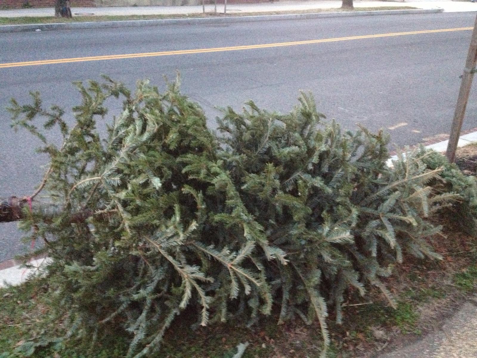 Christmas Tree on Curb