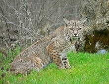 Bobcat