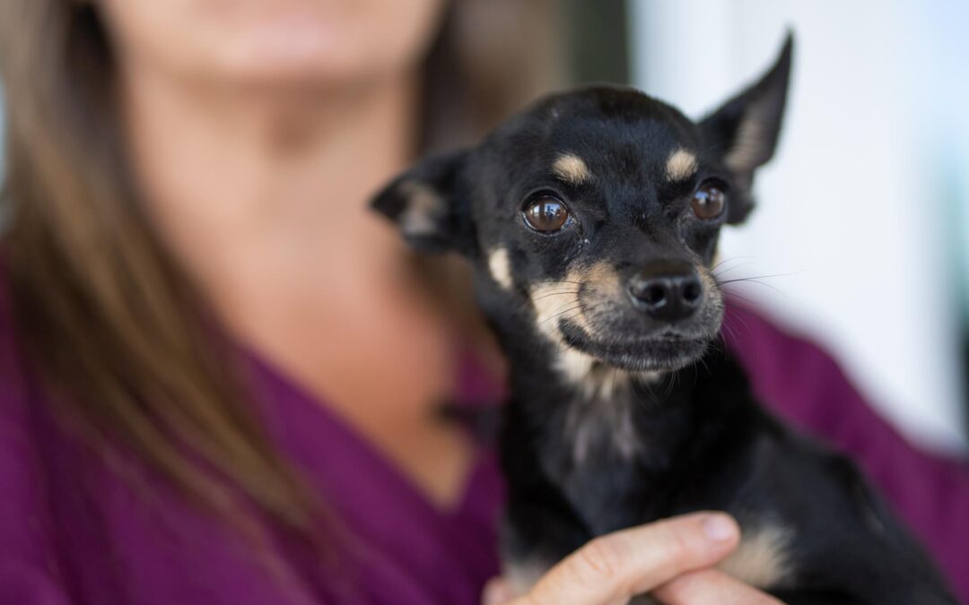 Apple Valley Animal Shelter to Host Fee-Waived Adoption Event on June 7