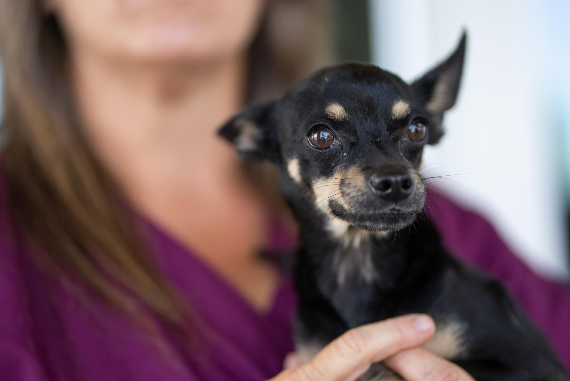 Apple Valley Animal Shelter to Host Fee-Waived Adoption Event on June 7