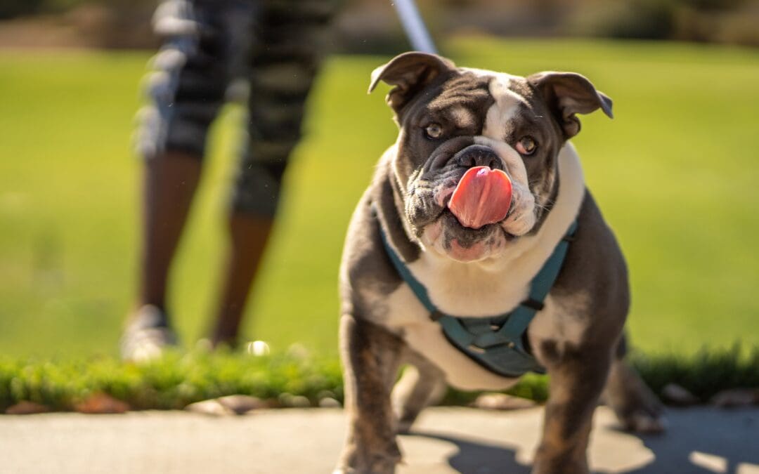 Apple Valley Animal Shelter Hosts Annual Paws N’ Claws Pet Fair