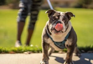 Apple Valley Animal Services Paws N Claws Pet Fair 2025
